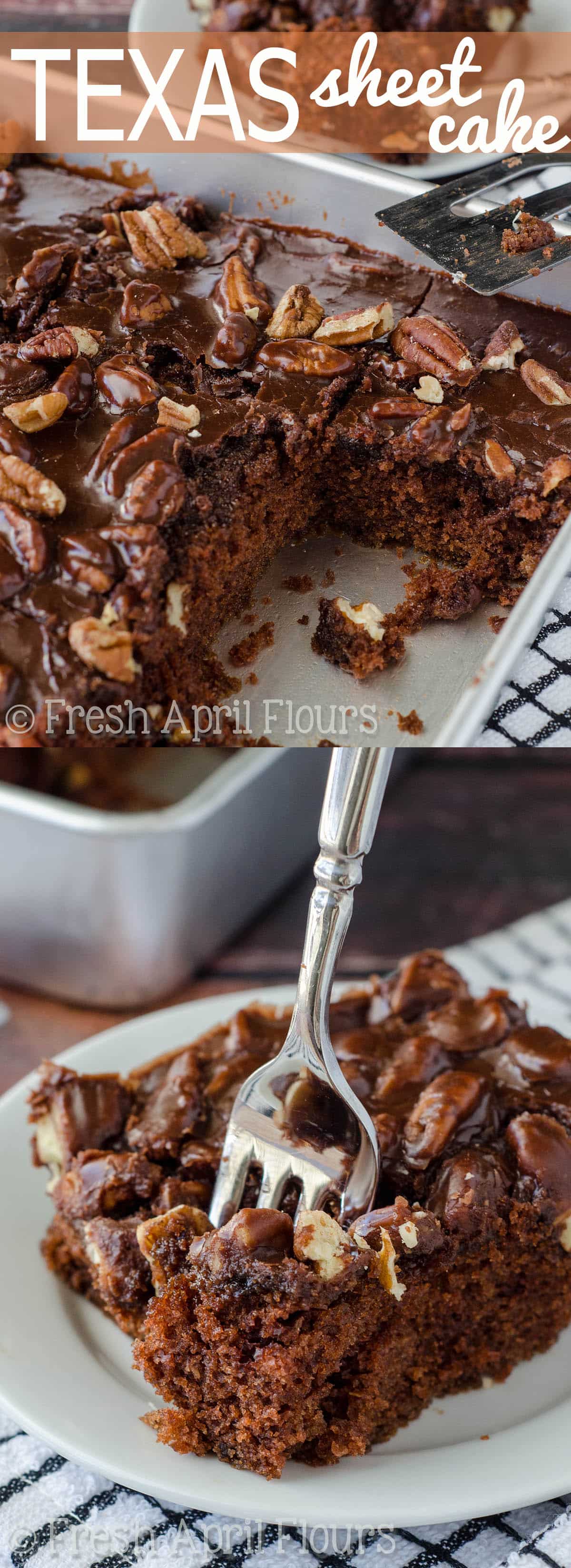 Texas Sheet Cake: Incredibly moist and chocolatey sheet cake topped with a fudgy pecan icing. via @frshaprilflours