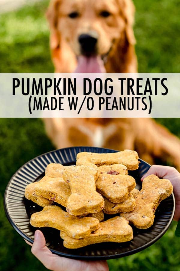 Simple homemade pumpkin dog treats made with pumpkin puree, whole wheat flour, and bacon. These treats are also made without peanut butter, so they're great for homes with a peanut allergy! via @frshaprilflours