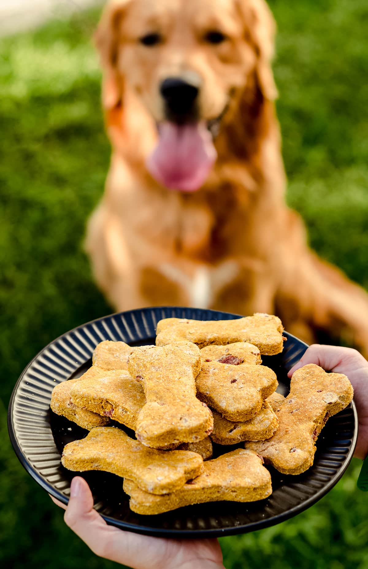 golden retriever in the background of a photo of a plate of homemade dog treats